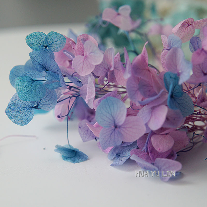 Dried Flower Bulk - Ombre Gradient Gedroogde Ge conserveerde Hortensia